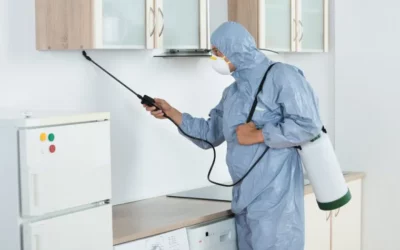 Comment reconnaître une infestation de nuisibles ou la détecter ?